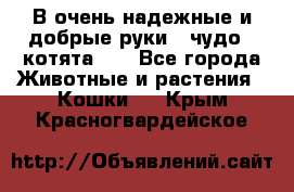 В очень надежные и добрые руки - чудо - котята!!! - Все города Животные и растения » Кошки   . Крым,Красногвардейское